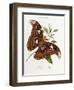 Lepidoptera: Phaloena Atlas, 1798-1799-Edward Donovan-Framed Giclee Print