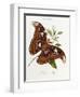 Lepidoptera: Phaloena Atlas, 1798-1799-Edward Donovan-Framed Giclee Print