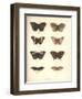 Lepidoptera-Friedrich Alexander Humboldt-Framed Giclee Print