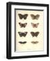 Lepidoptera-Friedrich Alexander Humboldt-Framed Giclee Print