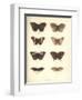 Lepidoptera-Friedrich Alexander Humboldt-Framed Giclee Print