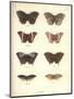 Lepidoptera-Friedrich Alexander Humboldt-Mounted Giclee Print