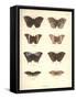 Lepidoptera-Friedrich Alexander Humboldt-Framed Stretched Canvas