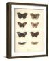 Lepidoptera-Friedrich Alexander Humboldt-Framed Giclee Print