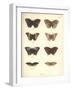 Lepidoptera-Friedrich Alexander Humboldt-Framed Giclee Print