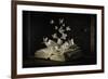 Lepidopterology-Heather Bonadio-Framed Photographic Print