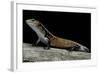 Lepidothyris (Riopa) Fernandi (True Fire Skink)-Paul Starosta-Framed Photographic Print