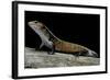 Lepidothyris (Riopa) Fernandi (True Fire Skink)-Paul Starosta-Framed Photographic Print