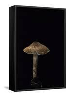 Lepiota Ignipes-Paul Starosta-Framed Stretched Canvas