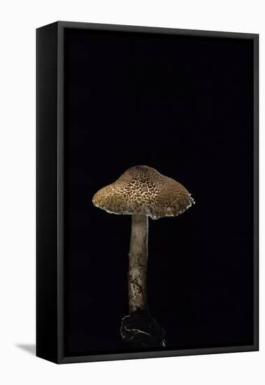 Lepiota Ignipes-Paul Starosta-Framed Stretched Canvas