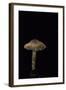 Lepiota Ignipes-Paul Starosta-Framed Photographic Print