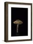 Lepiota Ignipes-Paul Starosta-Framed Photographic Print