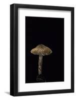 Lepiota Ignipes-Paul Starosta-Framed Photographic Print