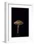 Lepiota Ignipes-Paul Starosta-Framed Photographic Print