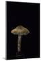 Lepiota Ignipes-Paul Starosta-Mounted Photographic Print