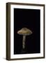 Lepiota Ignipes-Paul Starosta-Framed Photographic Print