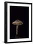 Lepiota Ignipes-Paul Starosta-Framed Photographic Print