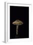 Lepiota Ignipes-Paul Starosta-Framed Photographic Print