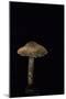 Lepiota Ignipes-Paul Starosta-Mounted Photographic Print