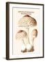 Lepiota Poisonous Mushrooms-L. Dufour-Framed Art Print