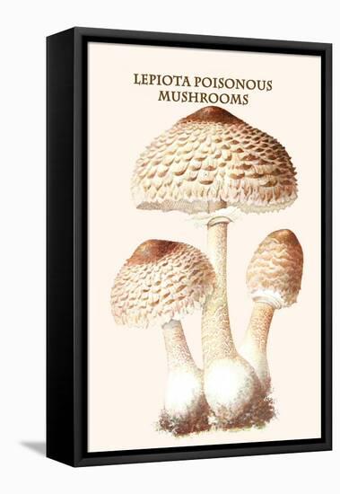 Lepiota Poisonous Mushrooms-L. Dufour-Framed Stretched Canvas