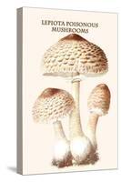Lepiota Poisonous Mushrooms-L. Dufour-Stretched Canvas