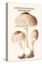 Lepiota Poisonous Mushrooms-L. Dufour-Stretched Canvas