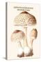 Lepiota Poisonous Mushrooms-L. Dufour-Stretched Canvas