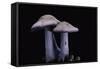 Lepista Nuda (Wood Blewit, Blue Stalk Mushroom)-Paul Starosta-Framed Stretched Canvas