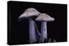 Lepista Nuda (Wood Blewit, Blue Stalk Mushroom)-Paul Starosta-Stretched Canvas