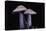 Lepista Nuda (Wood Blewit, Blue Stalk Mushroom)-Paul Starosta-Stretched Canvas