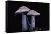 Lepista Nuda (Wood Blewit, Blue Stalk Mushroom)-Paul Starosta-Framed Stretched Canvas