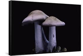 Lepista Nuda (Wood Blewit, Blue Stalk Mushroom)-Paul Starosta-Framed Stretched Canvas