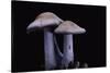 Lepista Nuda (Wood Blewit, Blue Stalk Mushroom)-Paul Starosta-Stretched Canvas