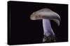 Lepista Nuda (Wood Blewit, Blue Stalk Mushroom)-Paul Starosta-Stretched Canvas