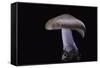 Lepista Nuda (Wood Blewit, Blue Stalk Mushroom)-Paul Starosta-Framed Stretched Canvas