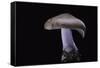 Lepista Nuda (Wood Blewit, Blue Stalk Mushroom)-Paul Starosta-Framed Stretched Canvas
