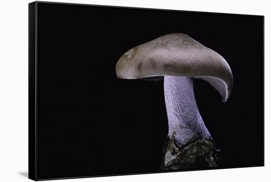 Lepista Nuda (Wood Blewit, Blue Stalk Mushroom)-Paul Starosta-Framed Stretched Canvas