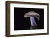 Lepista Nuda (Wood Blewit, Blue Stalk Mushroom)-Paul Starosta-Framed Premium Photographic Print