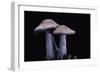 Lepista Nuda (Wood Blewit, Blue Stalk Mushroom)-Paul Starosta-Framed Photographic Print