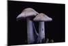 Lepista Nuda (Wood Blewit, Blue Stalk Mushroom)-Paul Starosta-Mounted Photographic Print