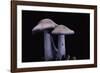 Lepista Nuda (Wood Blewit, Blue Stalk Mushroom)-Paul Starosta-Framed Photographic Print