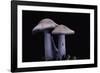 Lepista Nuda (Wood Blewit, Blue Stalk Mushroom)-Paul Starosta-Framed Photographic Print