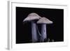 Lepista Nuda (Wood Blewit, Blue Stalk Mushroom)-Paul Starosta-Framed Photographic Print