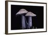 Lepista Nuda (Wood Blewit, Blue Stalk Mushroom)-Paul Starosta-Framed Photographic Print