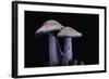 Lepista Nuda (Wood Blewit, Blue Stalk Mushroom)-Paul Starosta-Framed Photographic Print