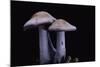 Lepista Nuda (Wood Blewit, Blue Stalk Mushroom)-Paul Starosta-Mounted Photographic Print