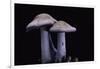 Lepista Nuda (Wood Blewit, Blue Stalk Mushroom)-Paul Starosta-Framed Photographic Print