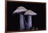 Lepista Nuda (Wood Blewit, Blue Stalk Mushroom)-Paul Starosta-Framed Photographic Print