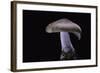 Lepista Nuda (Wood Blewit, Blue Stalk Mushroom)-Paul Starosta-Framed Photographic Print